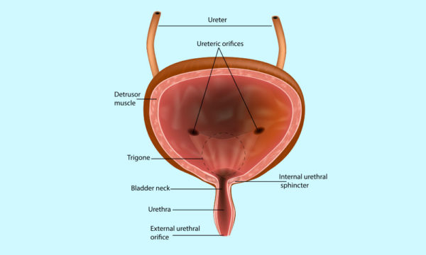 Bladder urgency and how physiotherapy can help - Unity Studios ...