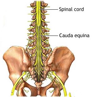 The spinal cord ends around the highest of the lumbar (lower back) vertebrae Image credit: https://www.studyblue.com/notes/note/n/spinal-cord/deck/4195980