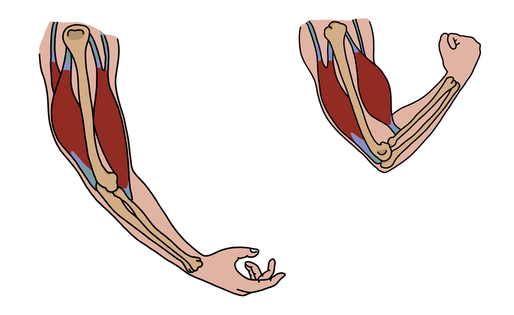 Unity Studios Blog - Strength Training & Muscle Contraction